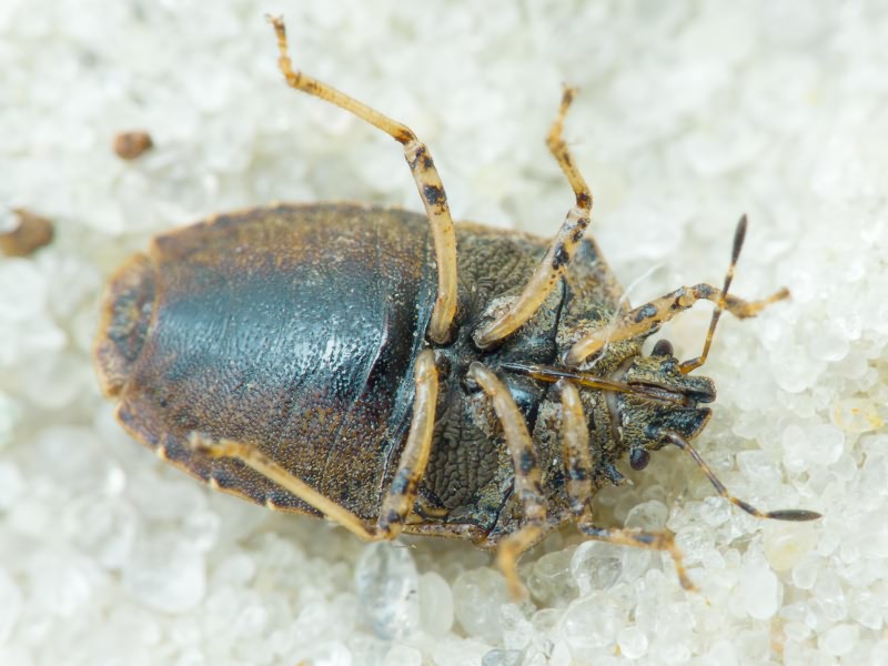 Podops (Opocrates) rectidens Horváth, 1883